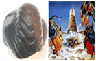 Shree Kurma Shaligram shilas Kurma SHaligram